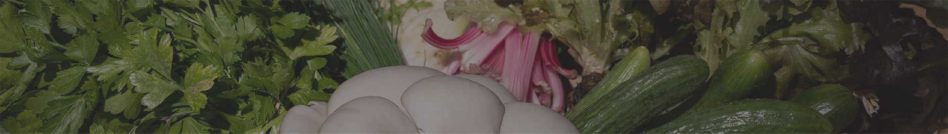 Banner-header